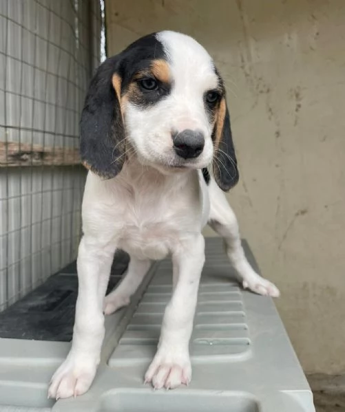 SPLENDIDA CUCCIOLOTTA  SELENE | Foto 4