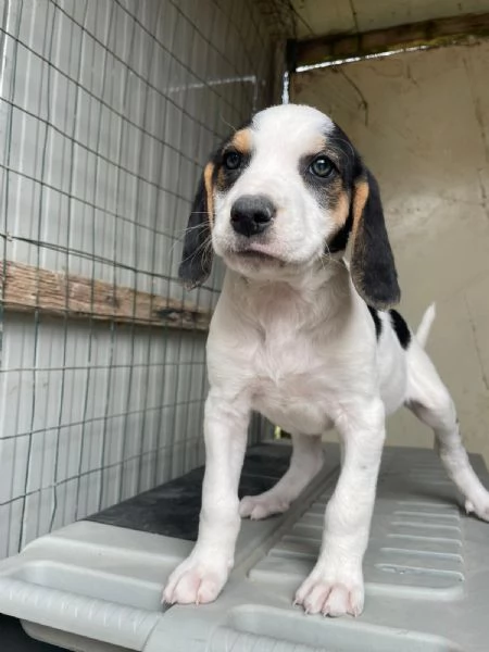 SPLENDIDA CUCCIOLOTTA  SELENE