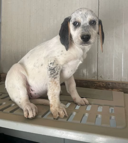 SPLENDIDA CUCCIOLOTTA  SIRYA | Foto 6