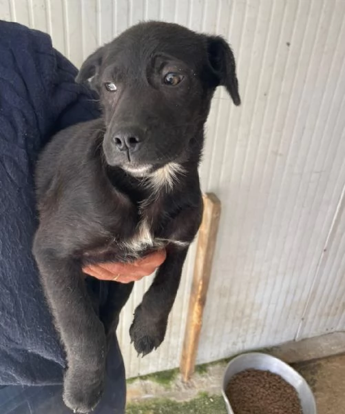 SPLENDIDO MIX LABRADORINO  ALVIN | Foto 5