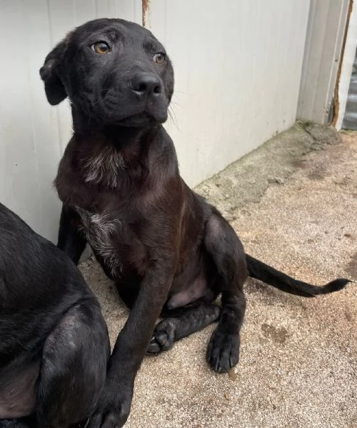 SPLENDIDO MIX LABRADORINO  SIMO | Foto 2