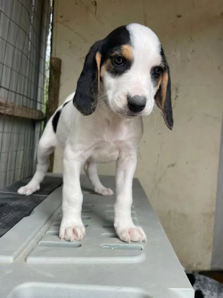 SPLENDIDA CUCCIOLOTTA  SELENE | Foto 3