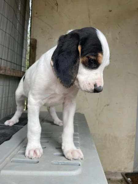 SPLENDIDA CUCCIOLOTTA  SELENE | Foto 2