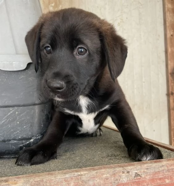 SPLENDIDO MIX LABRADORINO MAX | Foto 3