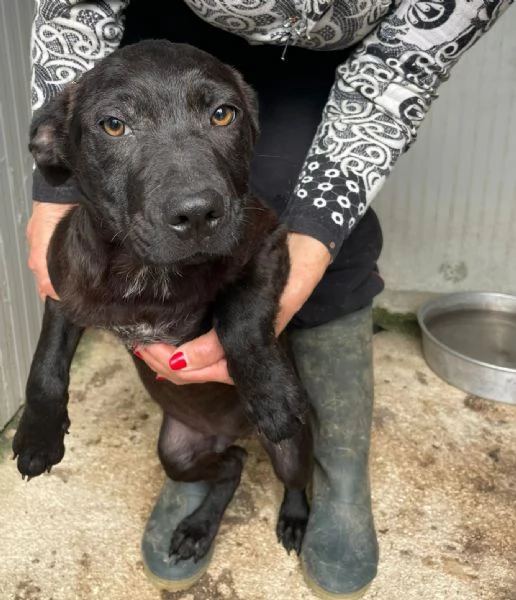 SPLENDIDO MIX LABRADORINO  SIMO | Foto 1