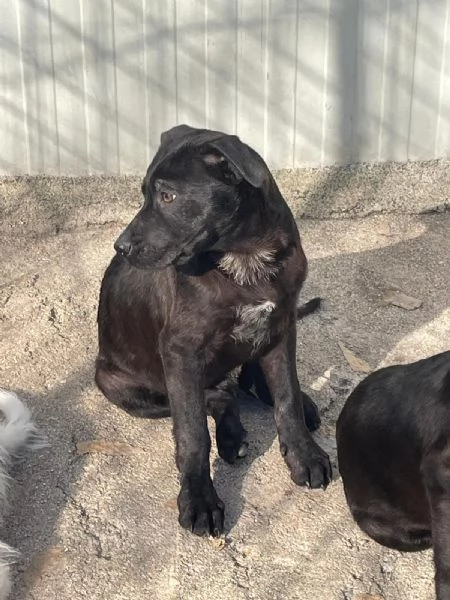 SPLENDIDO MIX LABRADORINO  SIMO | Foto 0