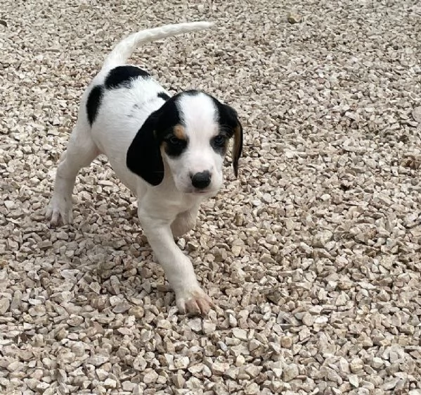 SPLENDIDA CUCCIOLOTTA  SELENE | Foto 0