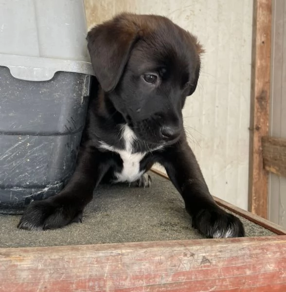 SPLENDIDO MIX LABRADORINO MAX | Foto 1