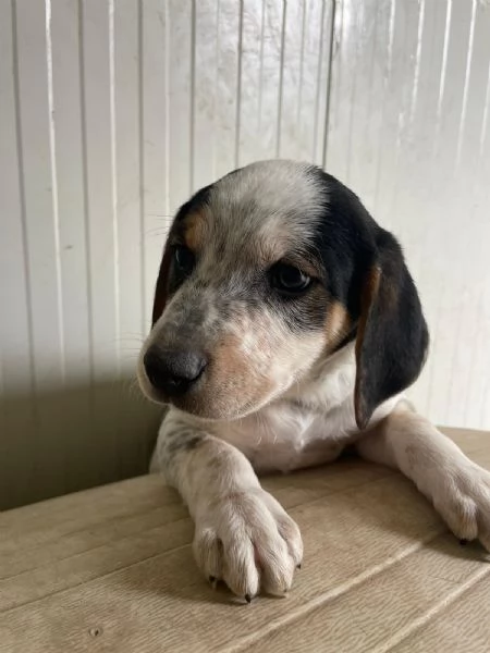 SPLENDIDO CUCCIOLOTTO  COSMO