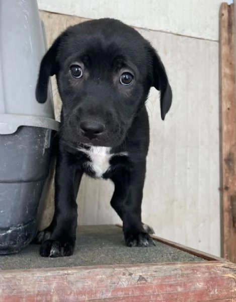 DOLCISSIMA MIX LABRADORINA  VITTORIA | Foto 3