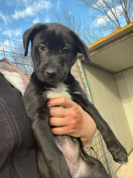 DOLCISSIMA MIX LABRADORINA  VITTORIA