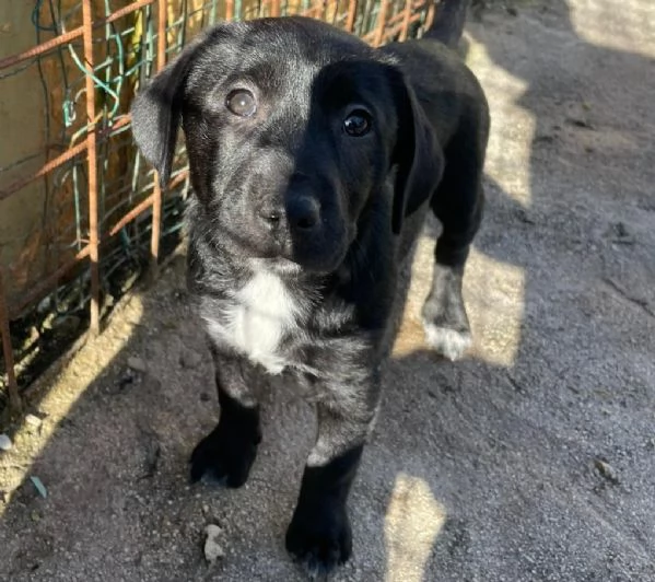 DOLCISSIMA MIX LABRADORINA  VITTORIA | Foto 0