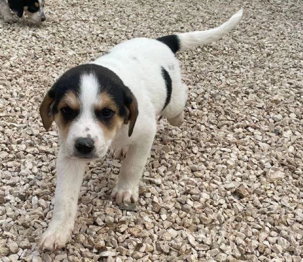 IL TENERO ORIONE | Foto 5