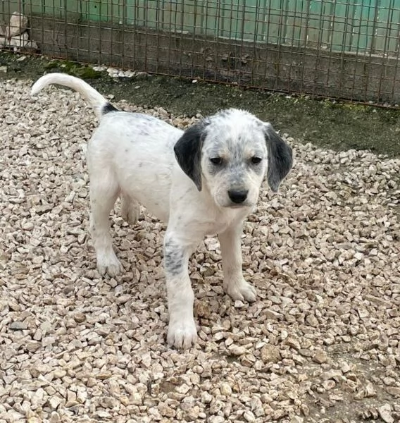 LA DOLCISSIMA SIRYA MIX SEGUGINA SETTERINA | Foto 2