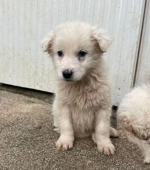 LA TENERA RUNA | Foto 2