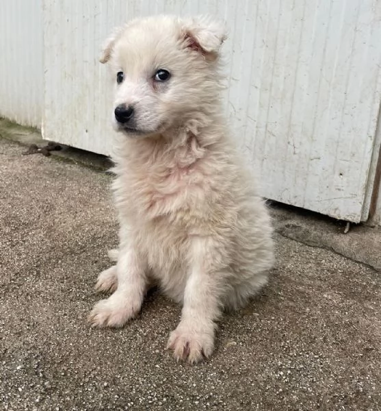 LA TENERA RUNA | Foto 1