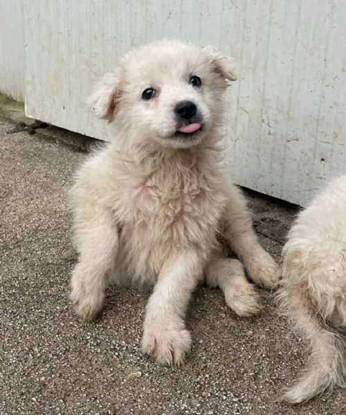 LA TENERA RUNA | Foto 0