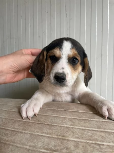 IL TENERO ORIONE | Foto 0