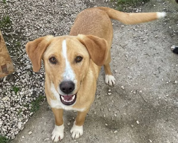 IL TENERO OLIVER | Foto 0