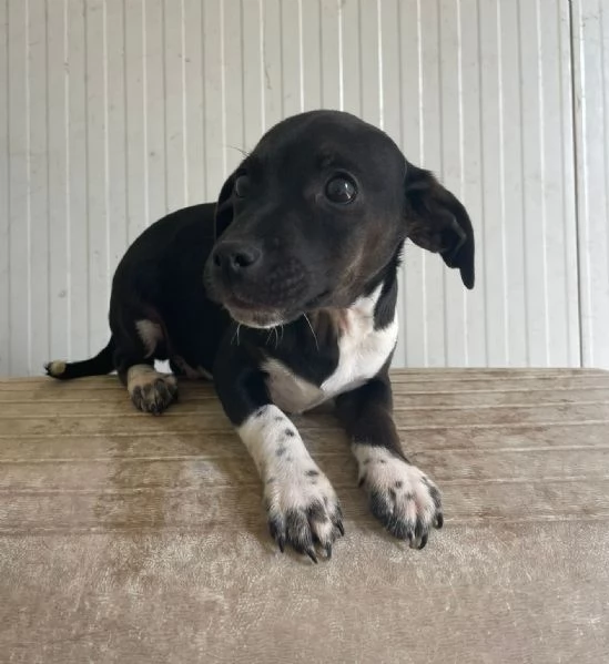 IL PICCOLO LEON | Foto 4