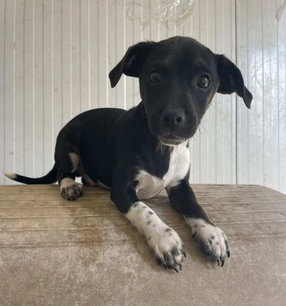 IL PICCOLO LEON | Foto 3