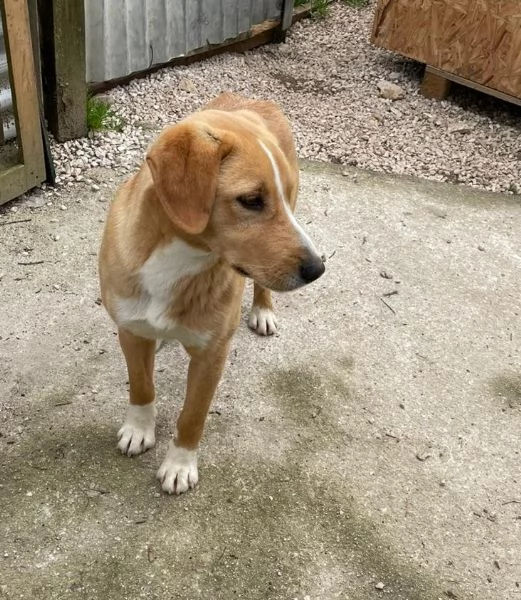 IL DOLCISSIMO OLIVER ASPETTA TE | Foto 4