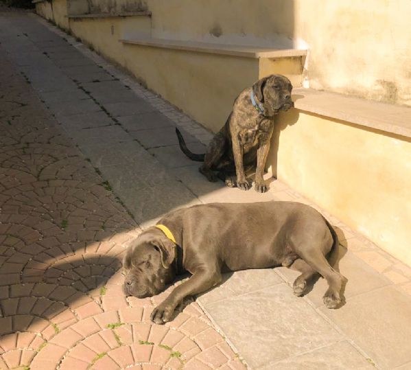 Regalo Cane Corso Da Privato A Roma Quentin E Kira In Attesa Di