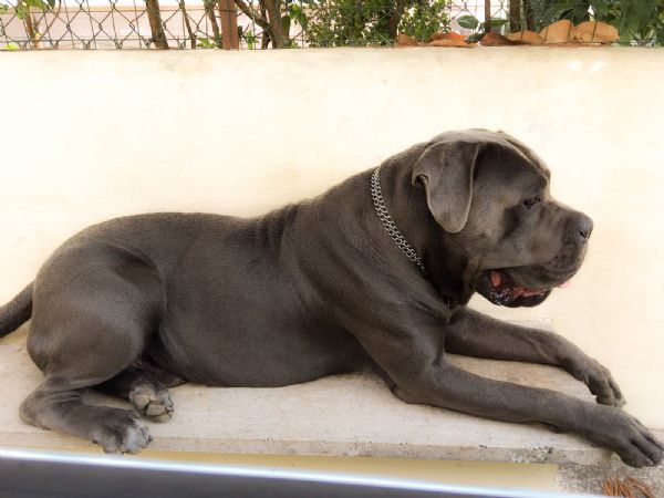 Regalo Cane Corso Da Privato A Roma Quentin E Kira In Attesa Di