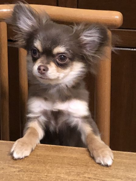 Vendita Cucciolo Chihuahua Da Privato A Milano Cucciolo Di Chihuahua