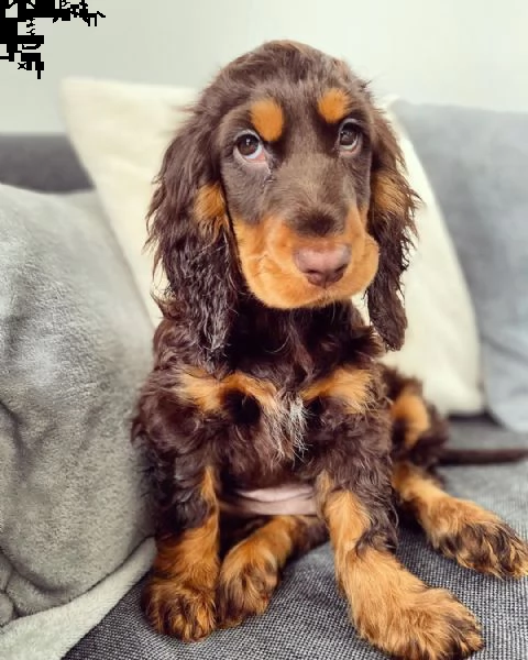 cuccioli di cocker spaniel