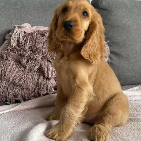 cuccioli di cocker spaniel | Foto 0