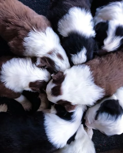cuccioli sani di border collie