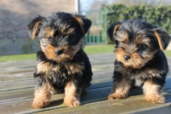 simpatici cuccioli di yorkshire terrier