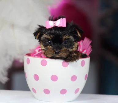 cuccioli yorkshire terrier