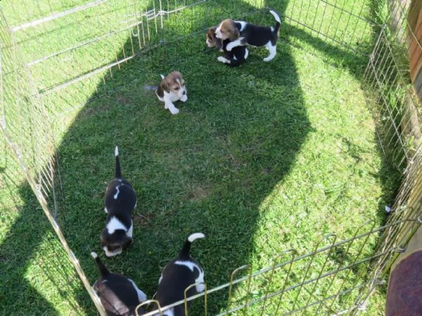 cuccioli di beagle professionalmente preparati