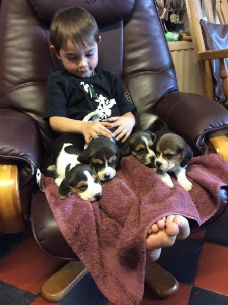 cuccioli di beagle sani in vendita