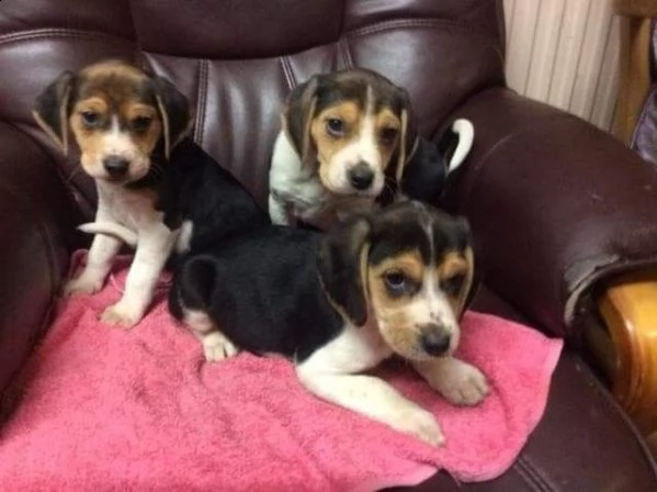 cuccioli di beagle
