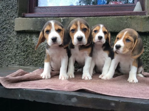 cuccioli di beagle cucciolata