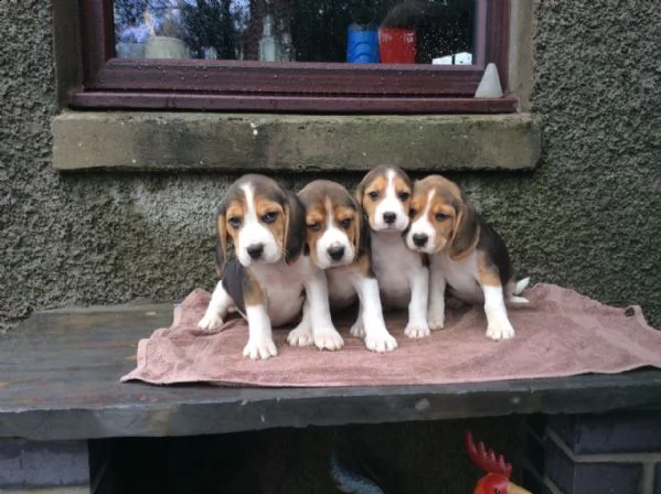 adorabili cuccioli di beagle