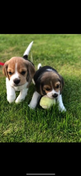 cuccioli di beagle pronti a partire
