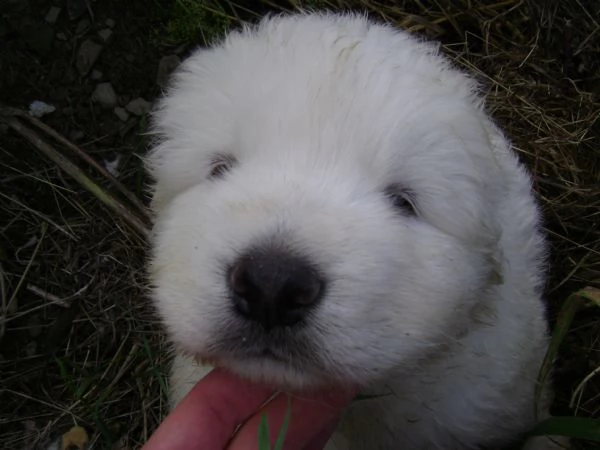 cuccioli cane da montagna dei pirenei