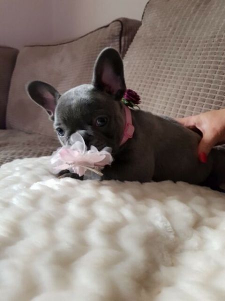 Vendita Cucciolo Bouledogue Da Privato A Roma Cuccioli Bulldog