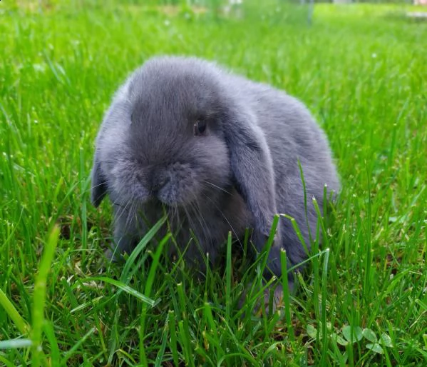 cuccioli coniglio ariete nano | Foto 2