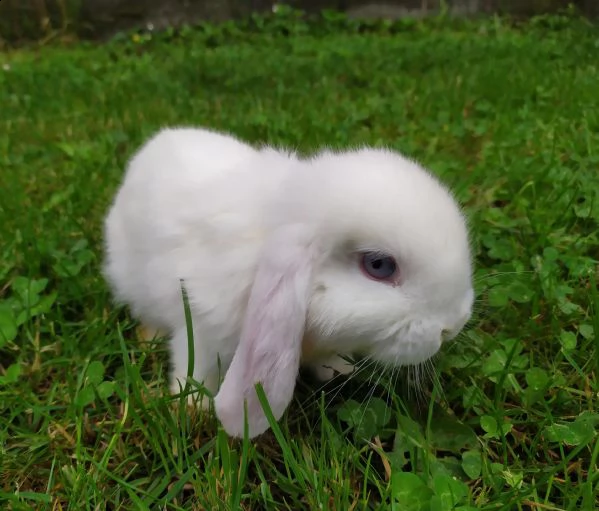 cuccioli coniglio ariete nano | Foto 0