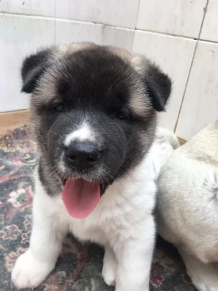 cuccioli di akita inu | Foto 2
