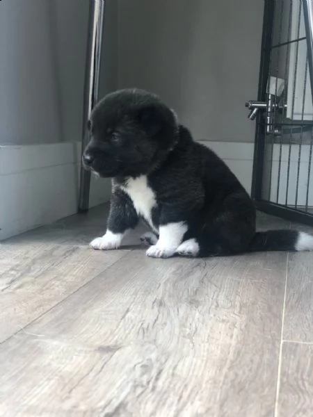 cuccioli di akita inu | Foto 1