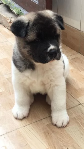 cuccioli di akita inu | Foto 0