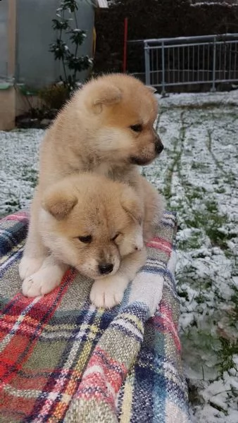 akita inu 