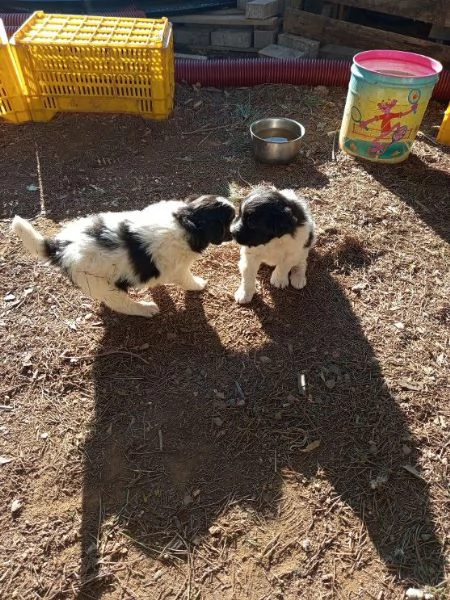 Dolcissimi cuccioli in regalo  cercano casa