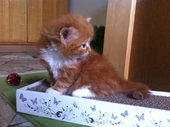 Vendita Cucciolo Siberiano Da Privato A Vicenza Gattini Siberiani